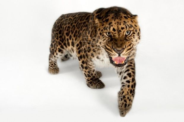 Amur leopard